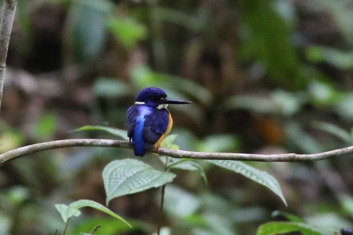 Papuan Dwarf-Kingfisher - ML184600741