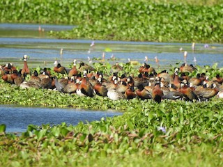White-faced Whistling-Duck, ML184601021