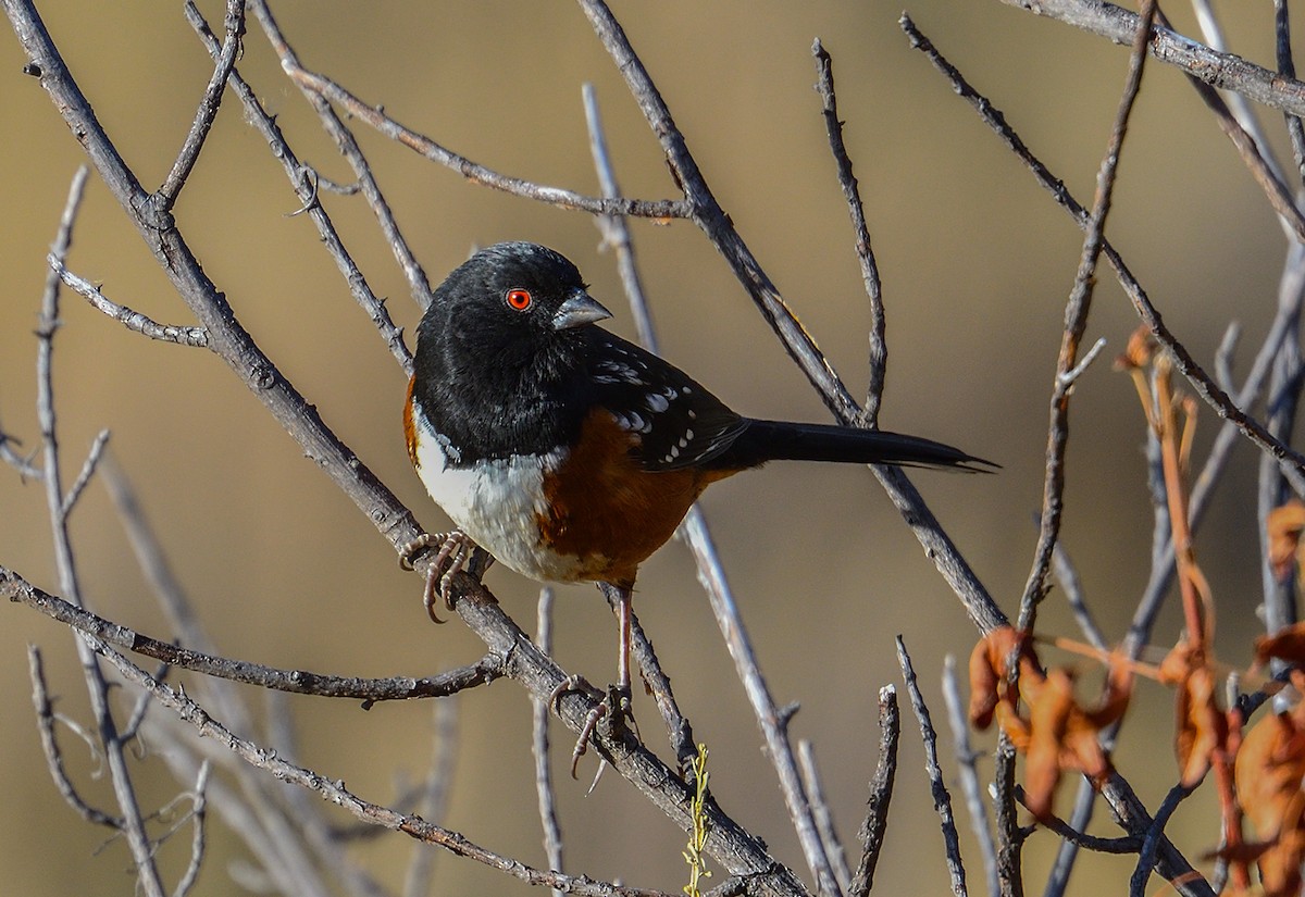 Spotted Towhee - Jerry Ting