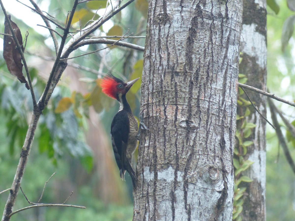 Pale-billed Woodpecker - Daniel Sawatzky