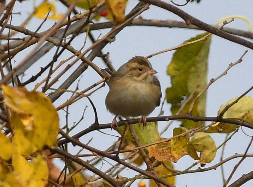 Clay-colored Sparrow - ML184613191