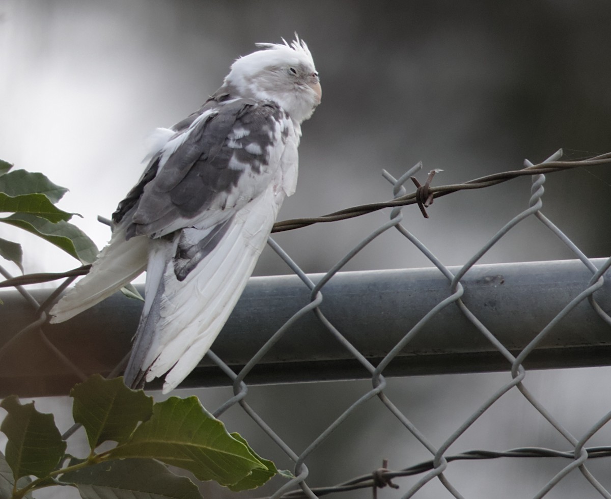 eBird Checklist 27 Oct 2019 Deforest WetlandsS end of Deforest