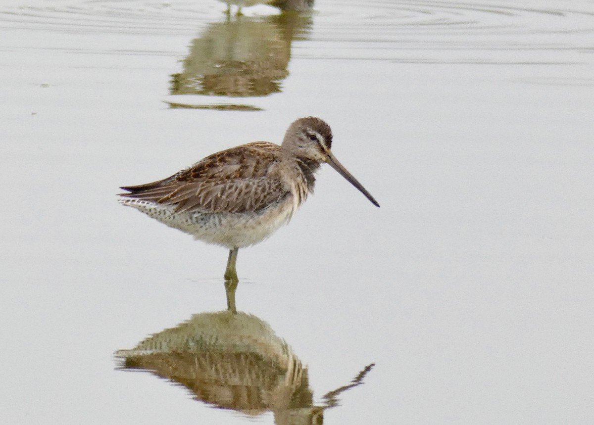 Long-billed Dowitcher - ML184619301
