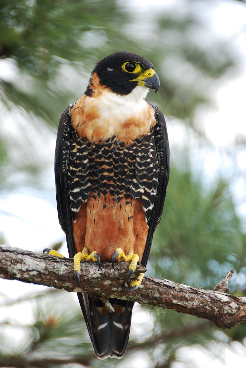 Orange-breasted Falcon - ML184625131