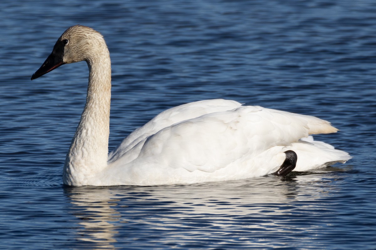 Trumpeter Swan - Luc Tremblay