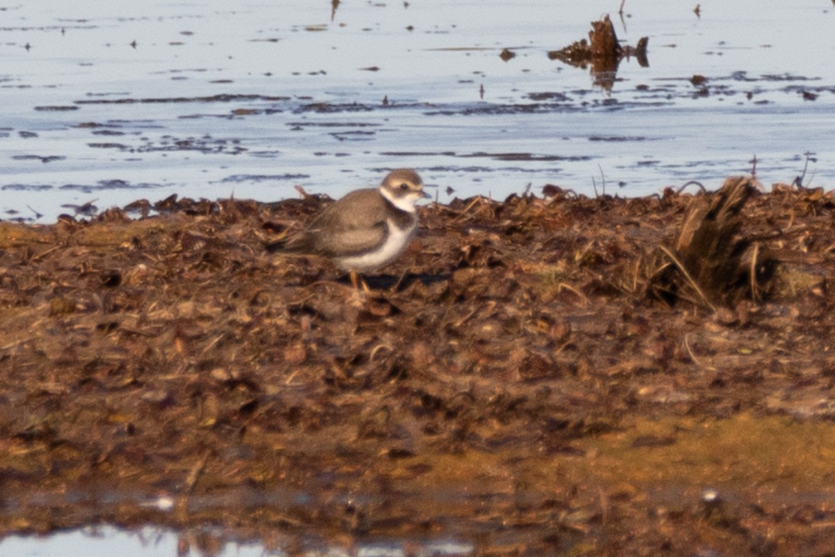 Semipalmated Plover - ML184631611