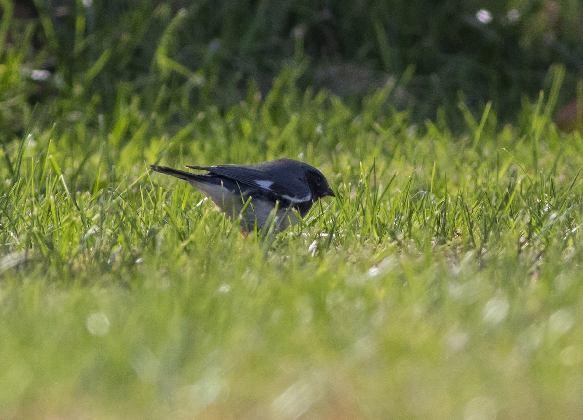 Black-throated Blue Warbler - John Gluth
