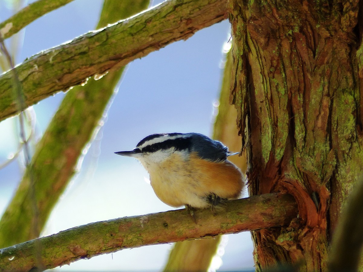 Red-breasted Nuthatch - ML184637131