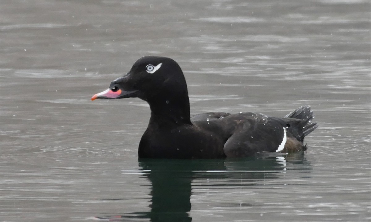 White-winged Scoter - Mike Malmquist