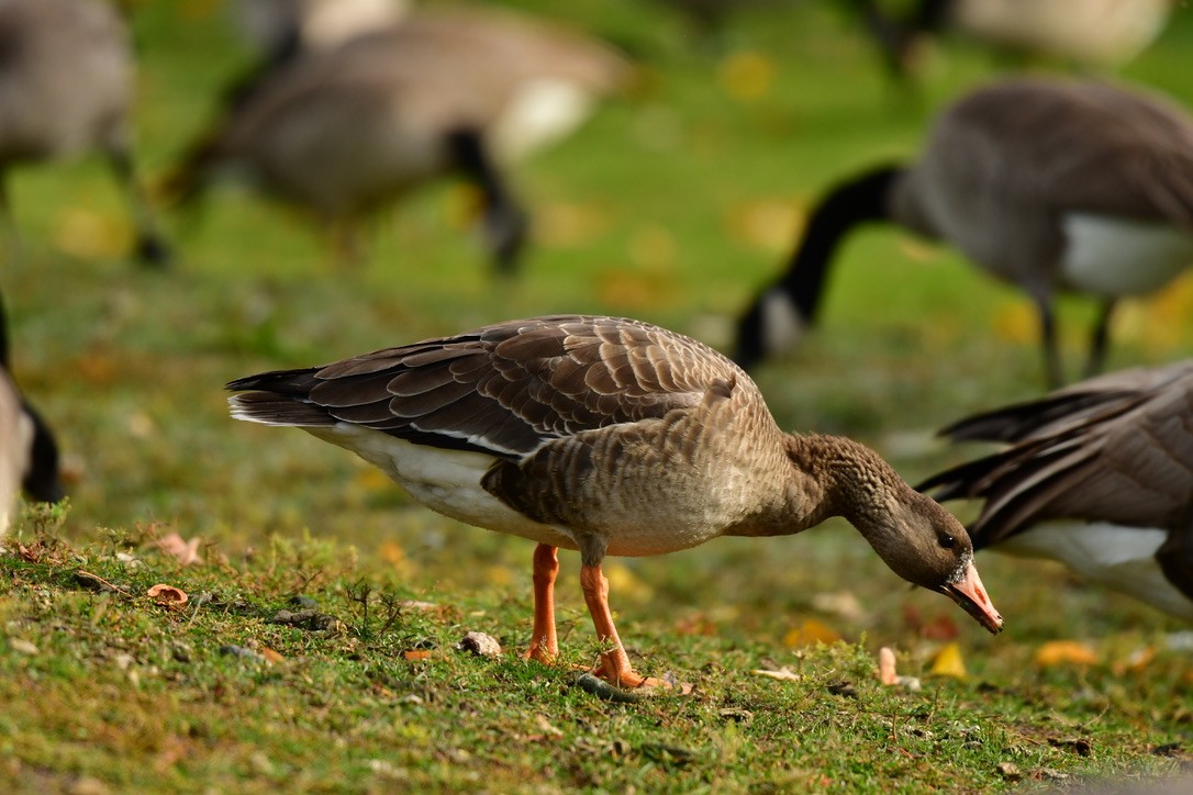 Greater White-fronted Goose - ML184645641