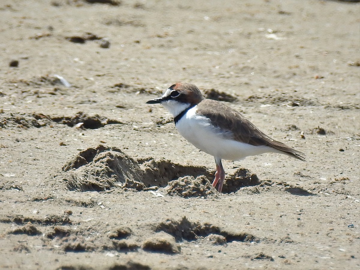 Collared Plover - ML184646771