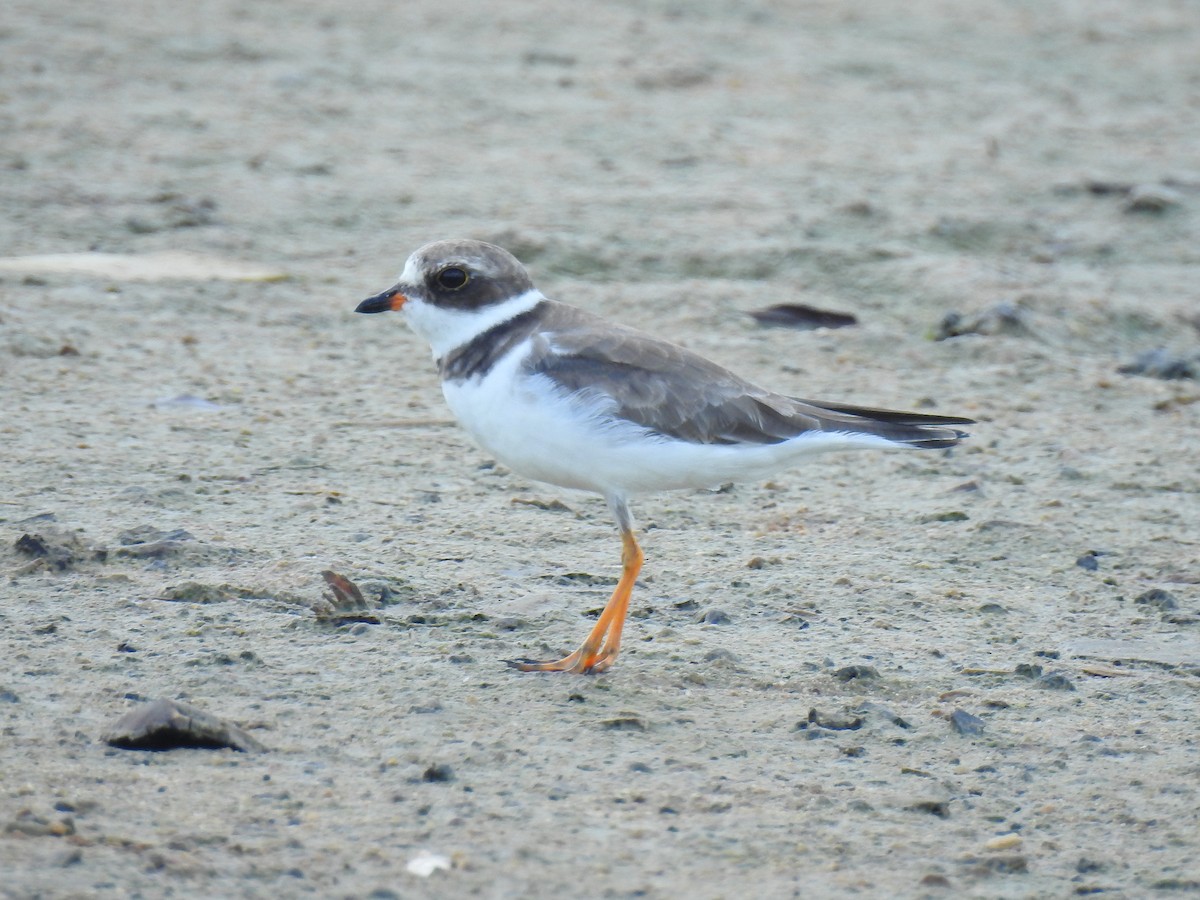 Semipalmated Plover - ML184646961