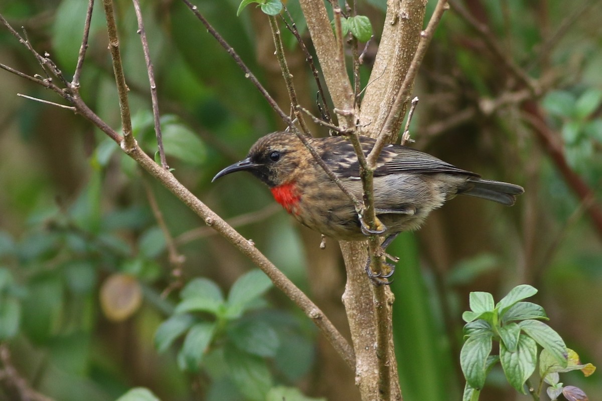 Red-collared Myzomela - ML184649181