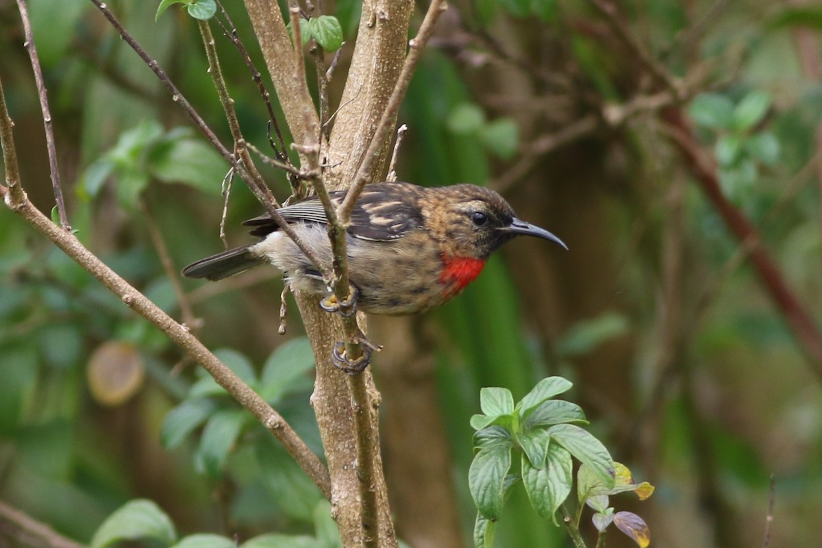 Red-collared Myzomela - Chris Wiley