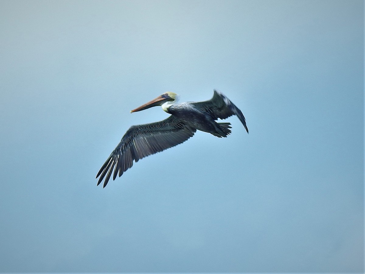 pelikán hnědý - ML184649651