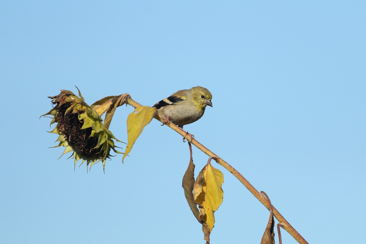 American Goldfinch - Raaj  Bora