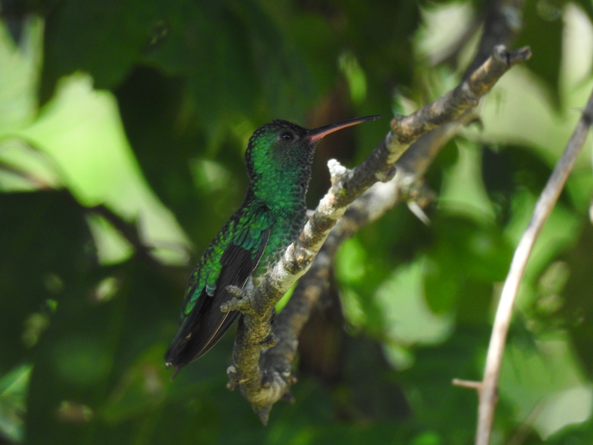 Shining-green Hummingbird - Jorge L. Peña