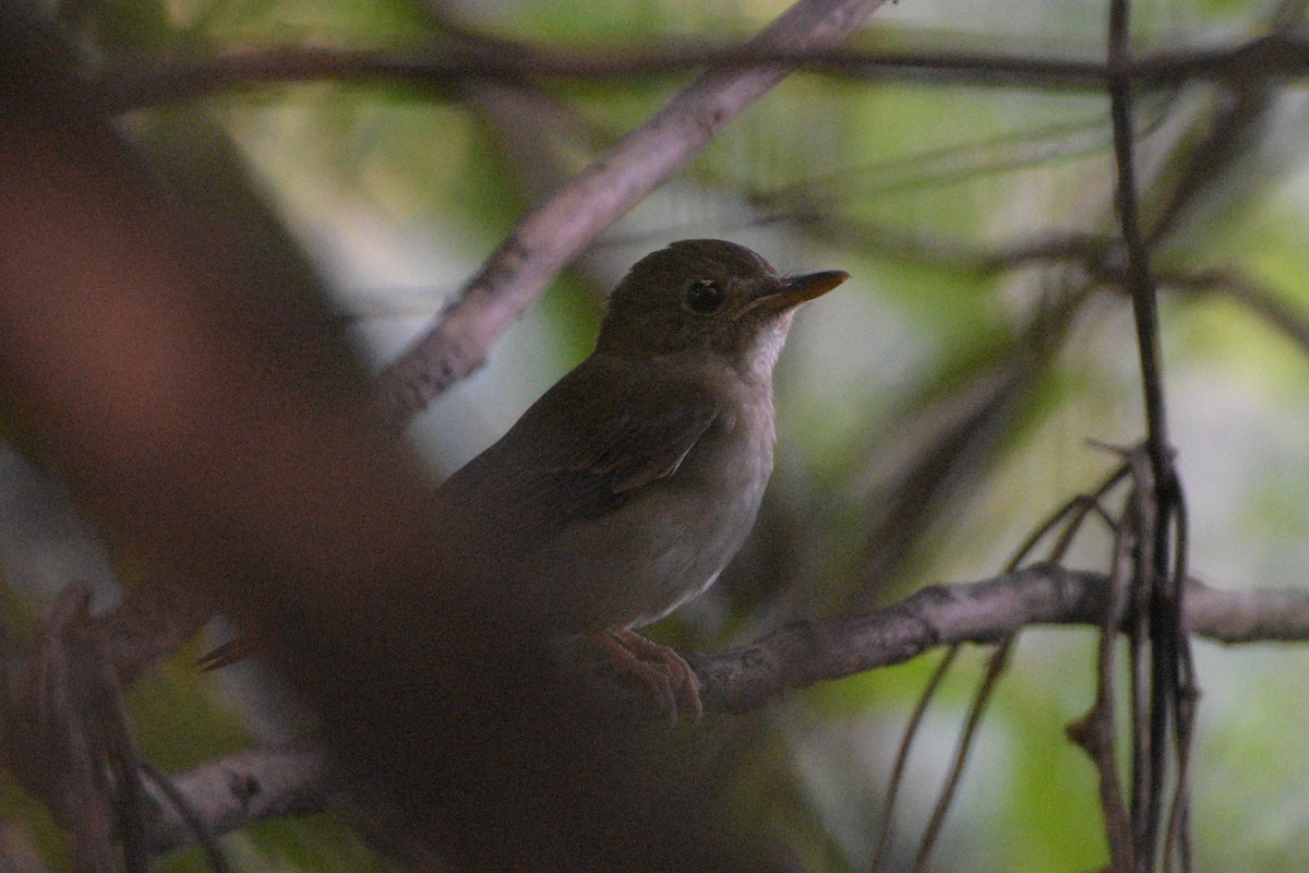 Brown-chested Jungle Flycatcher - ML184652451