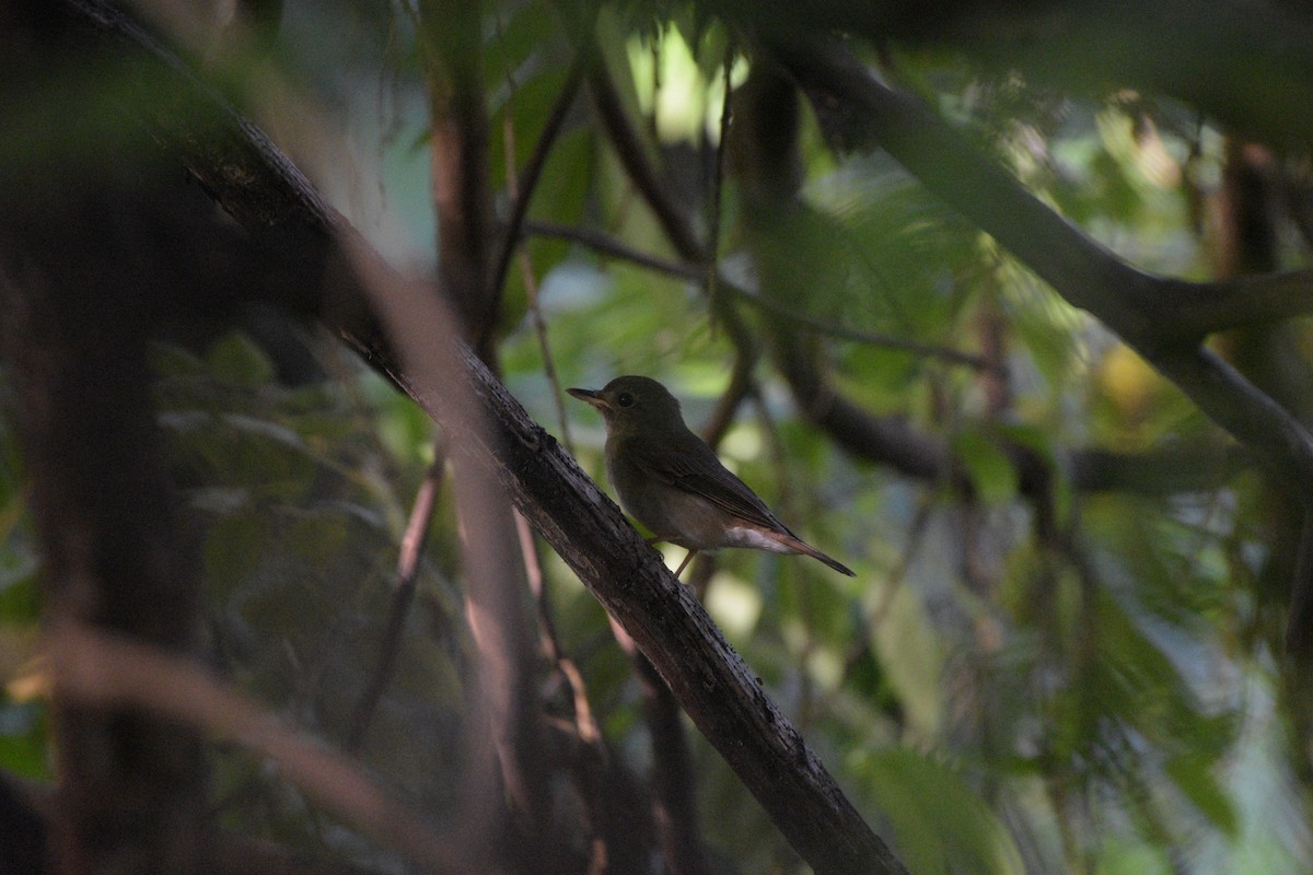 Brown-chested Jungle Flycatcher - ML184652501