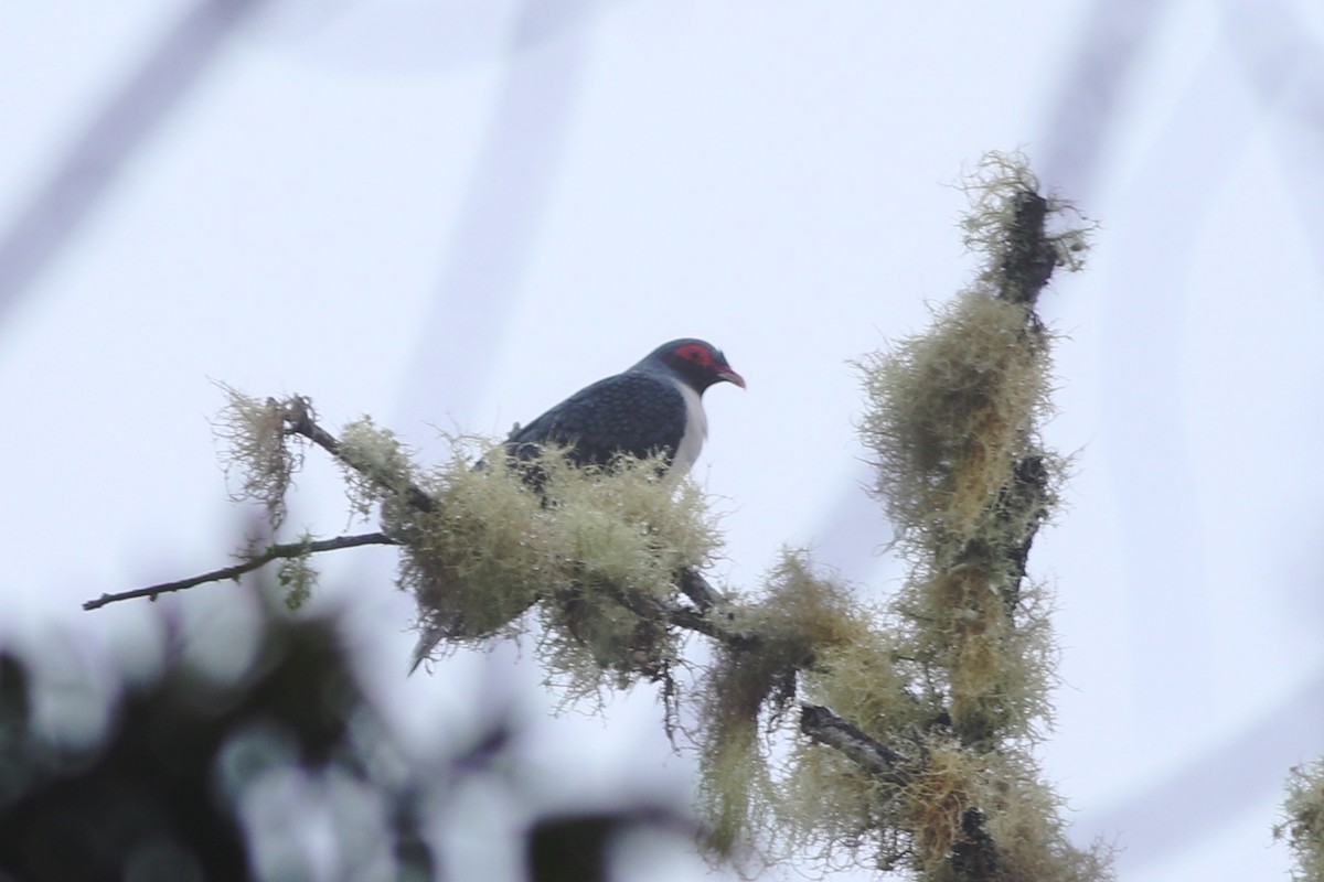 Papuan Mountain-Pigeon - ML184653141