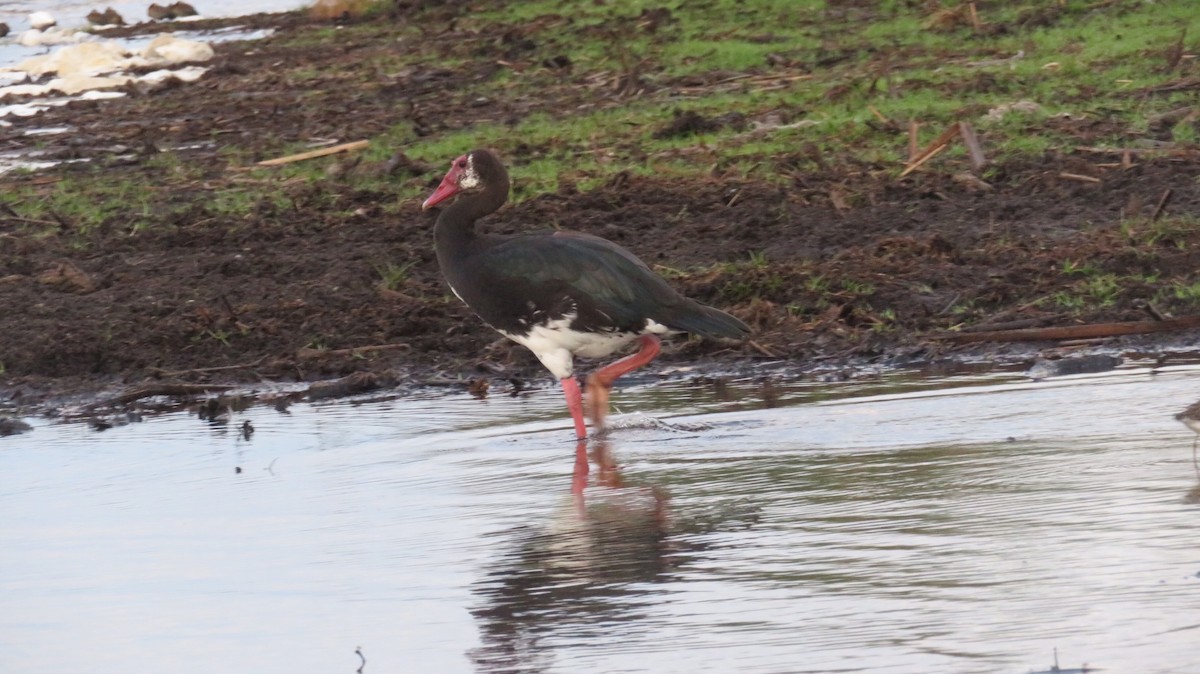 Spur-winged Goose - ML184658731