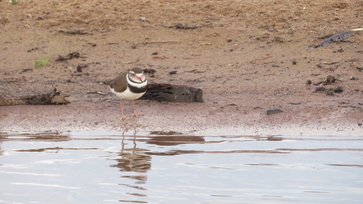 Three-banded Plover - ML184658781