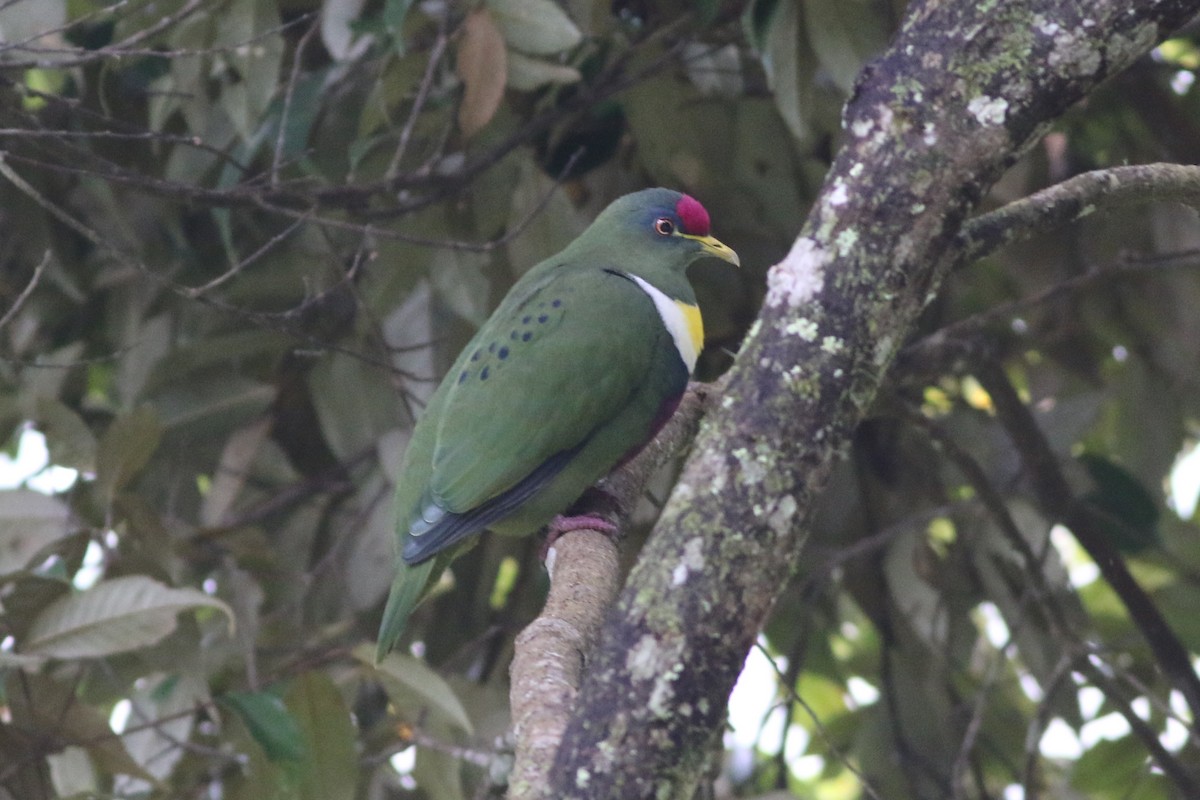 White-breasted Fruit-Dove - ML184658951