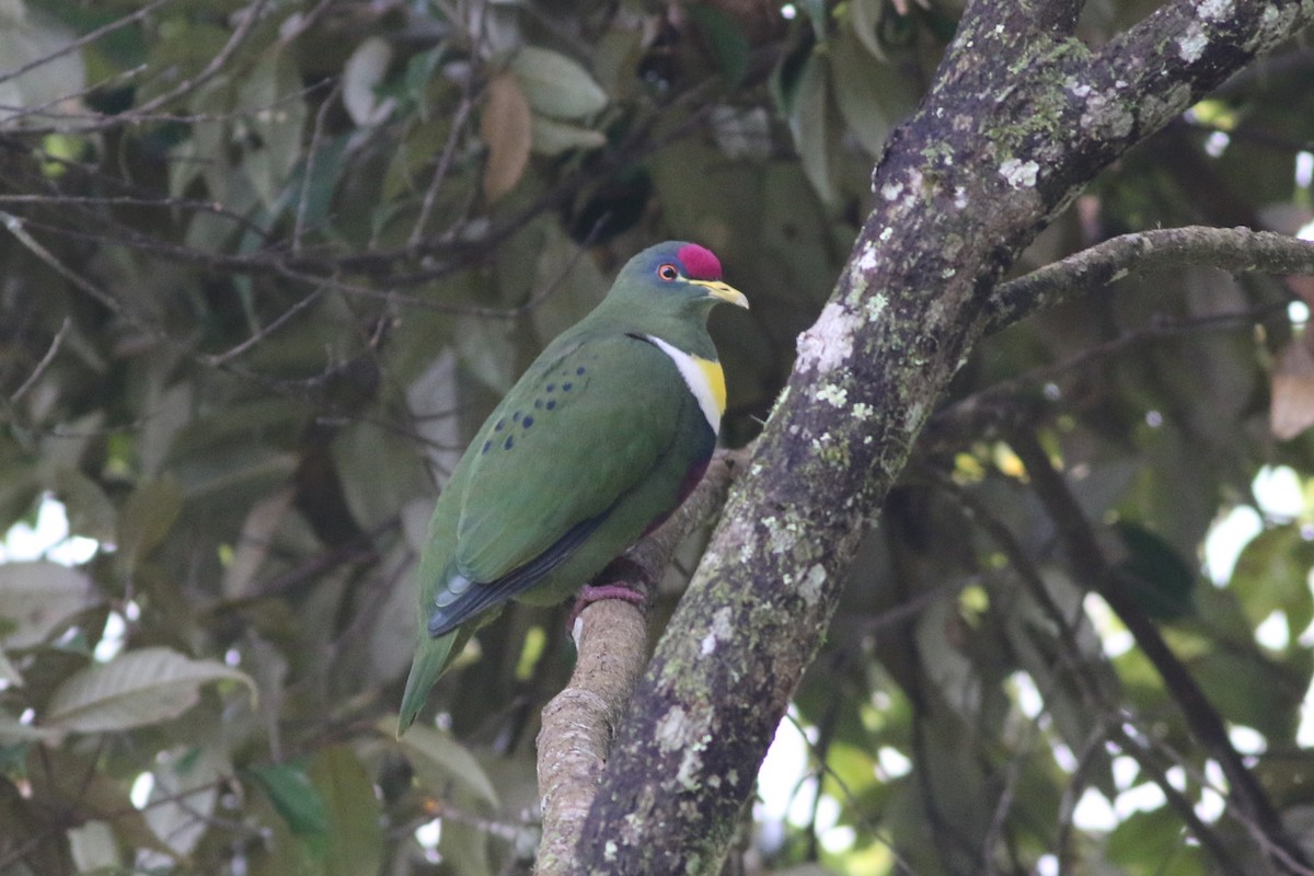 White-breasted Fruit-Dove - ML184658961