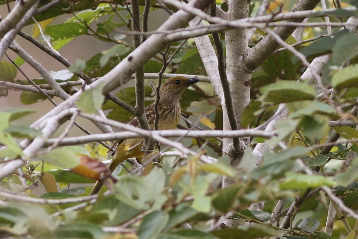Yellow-breasted Bowerbird - Chris Wiley