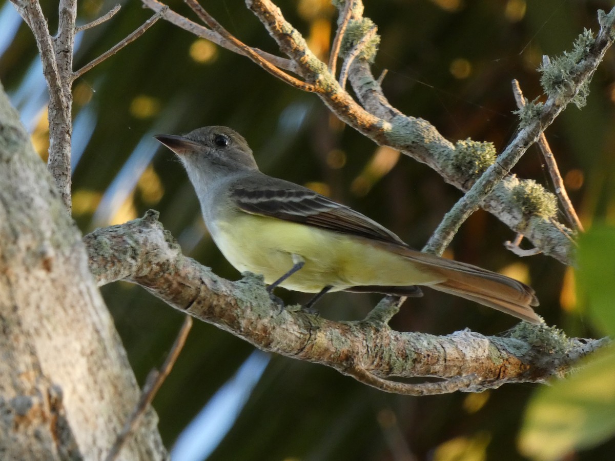 Great Crested Flycatcher - ML184659671