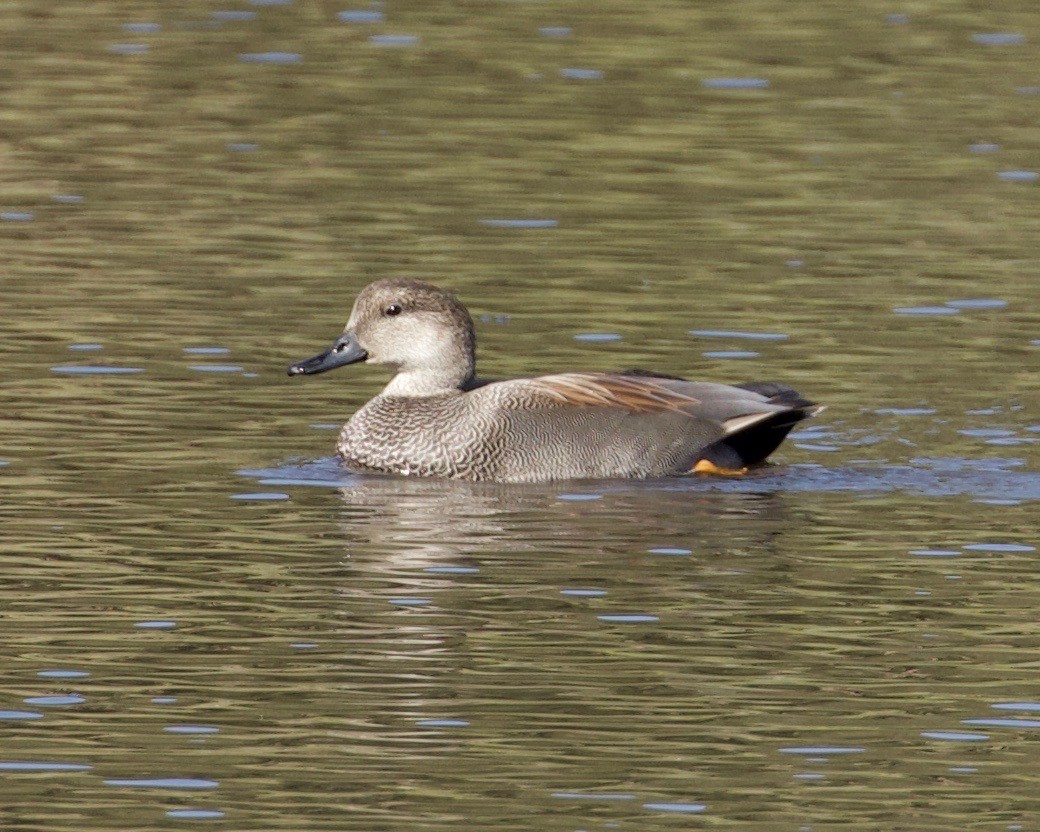 eBird Checklist - 27 Oct 2019 - Fort Ord NM--Mudhen Lake - 28 species ...