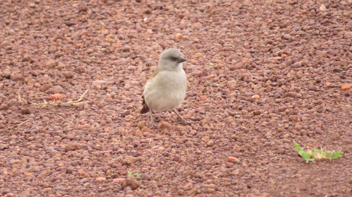Northern Gray-headed Sparrow - ML184660531