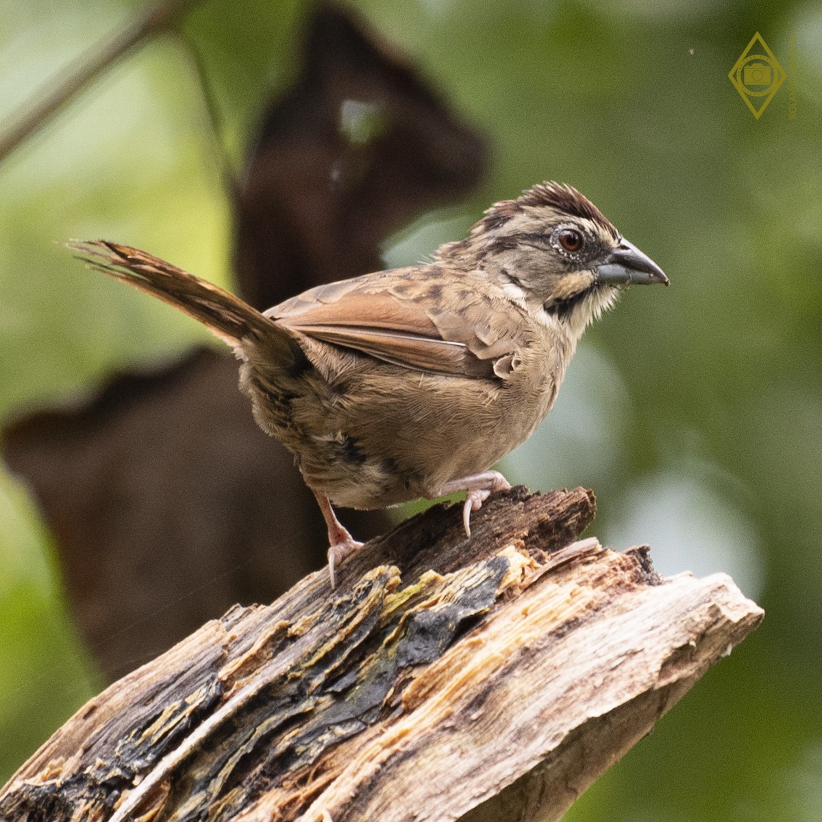 Rusty Sparrow - ML184662281