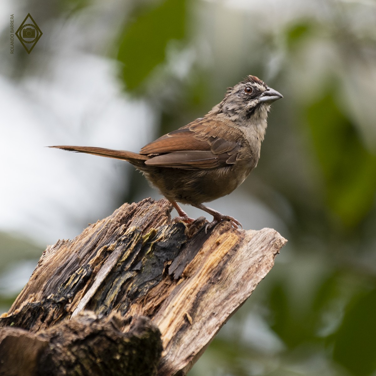 Rusty Sparrow - Rolando Barrera
