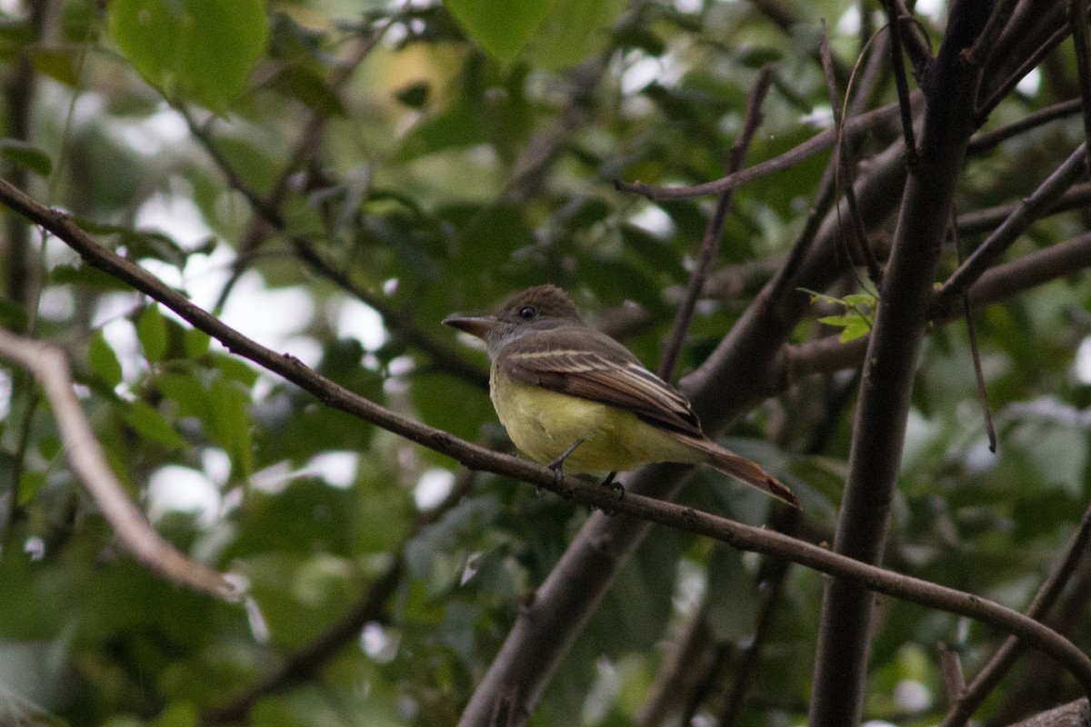 Great Crested Flycatcher - David Garrigues