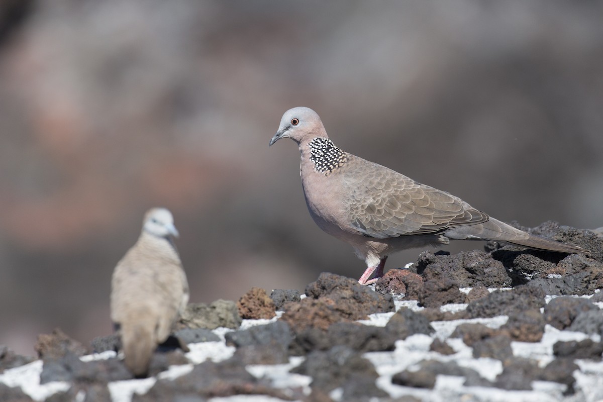 Spotted Dove - ML184677901