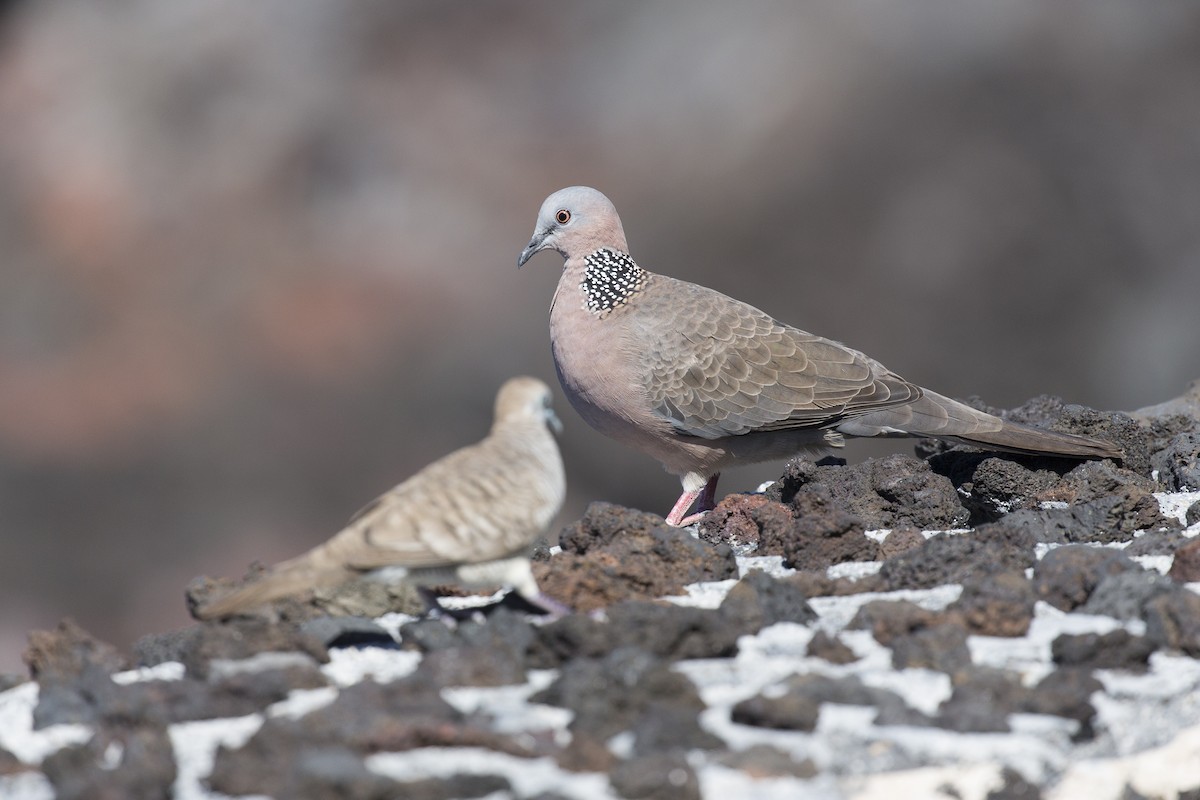 Spotted Dove - ML184677911