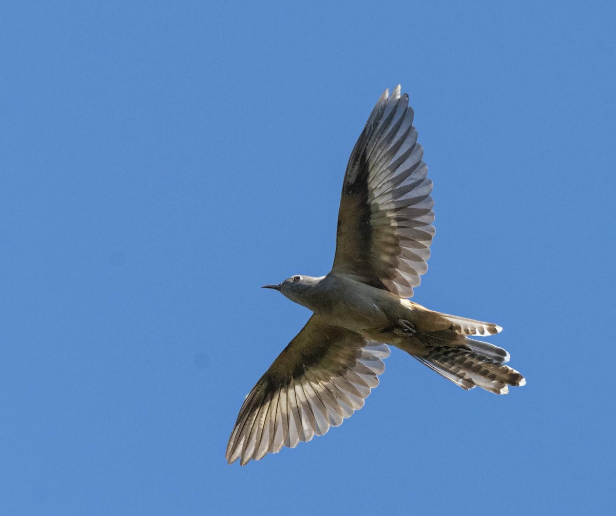 Brush Cuckoo (Australasian) - ML184681971