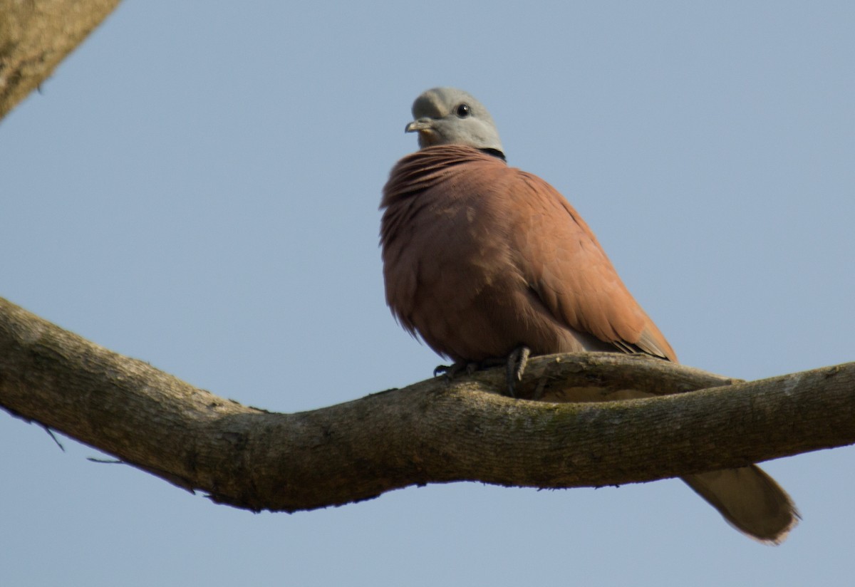 Red Collared-Dove - Krishna Murthy