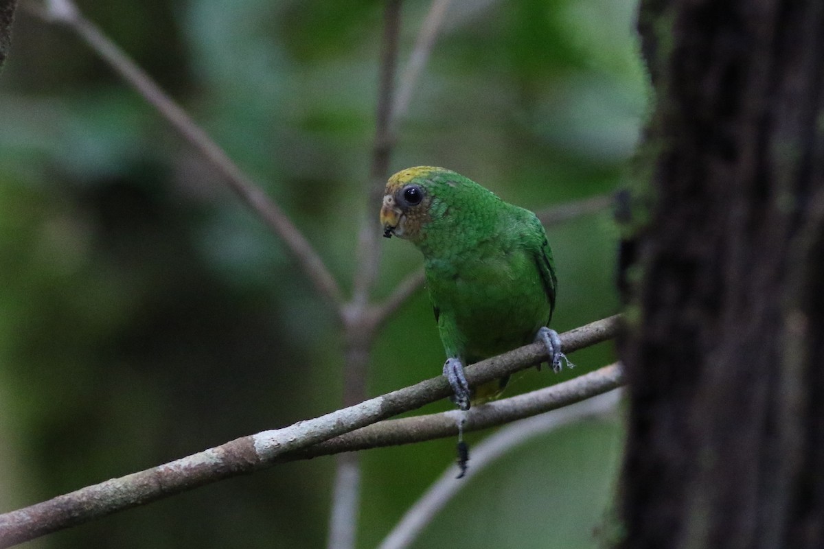 Yellow-capped Pygmy-Parrot - ML184685371