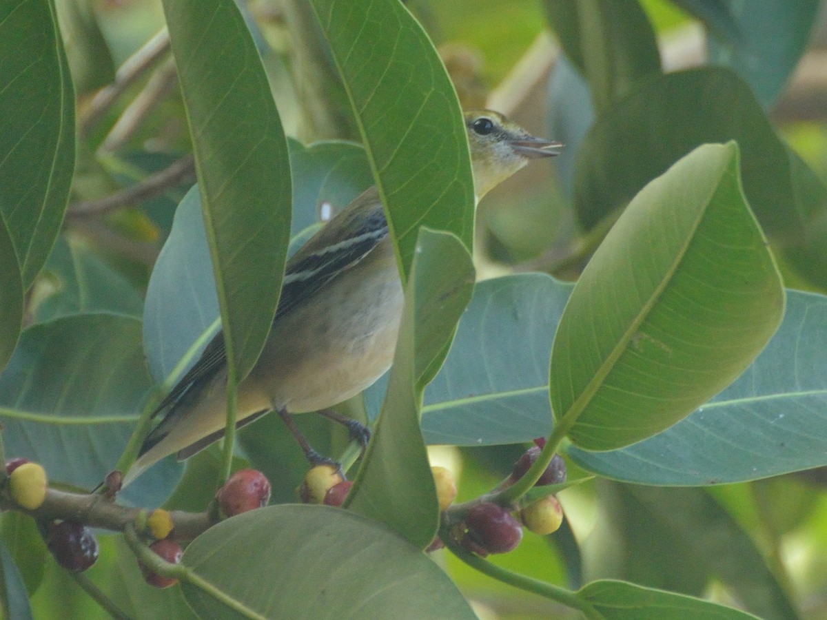 Bay-breasted Warbler - ML184685631