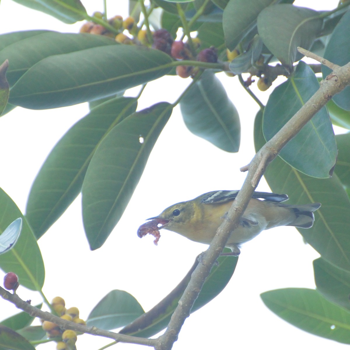 Bay-breasted Warbler - ML184686711