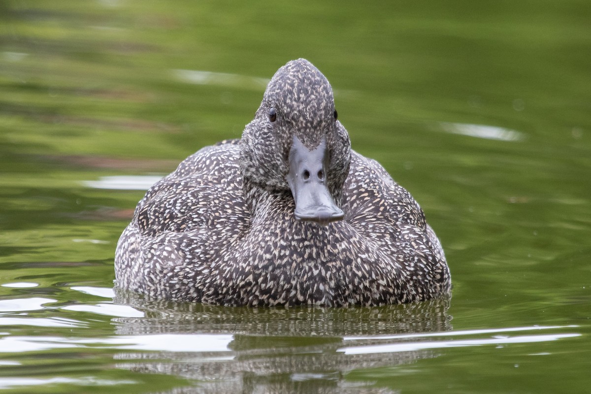 Freckled Duck - ML184687981
