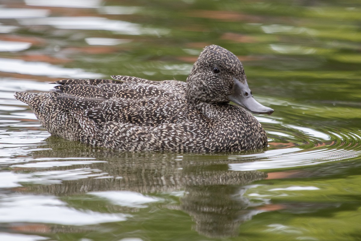 Freckled Duck - ML184688011