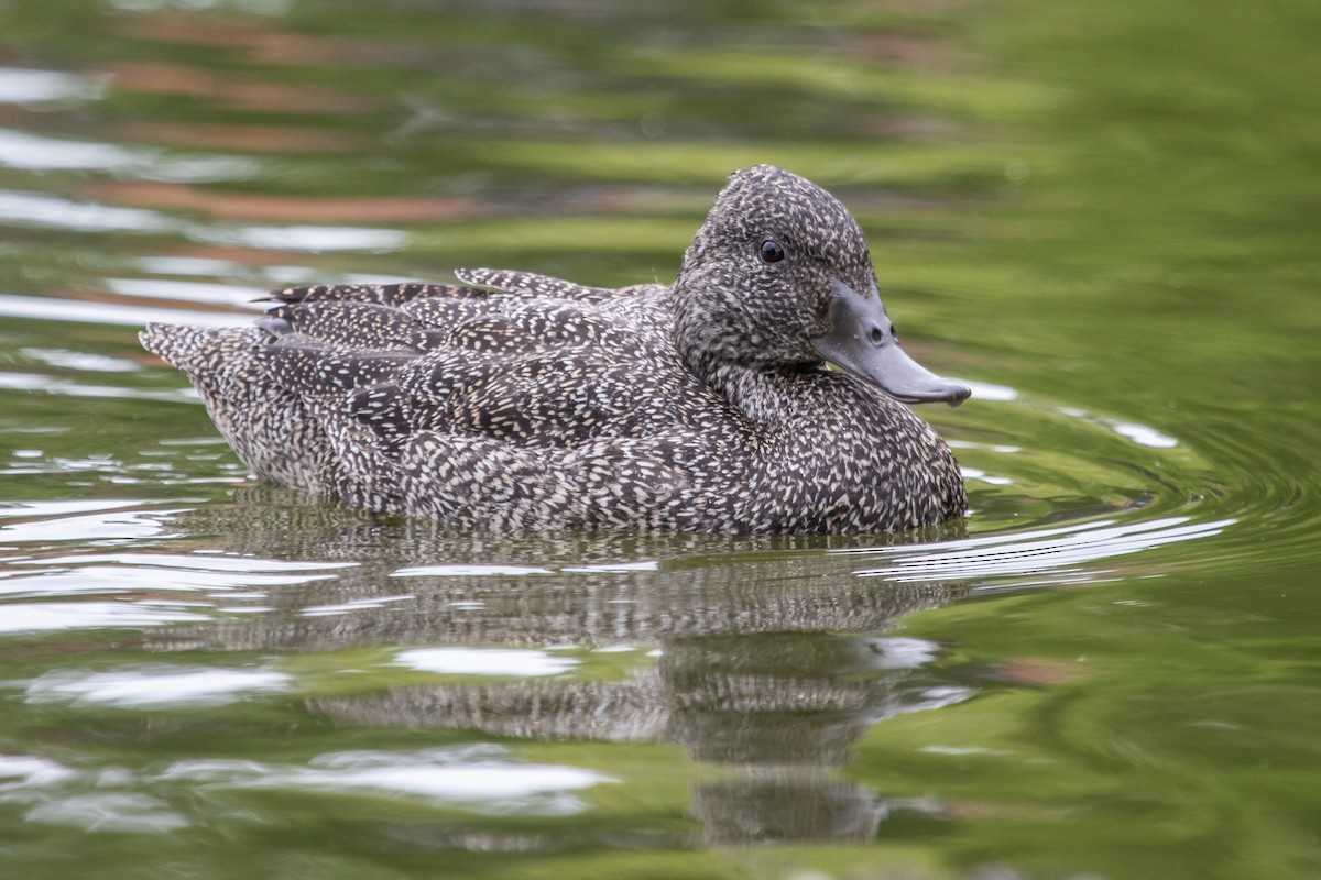 Freckled Duck - ML184688031