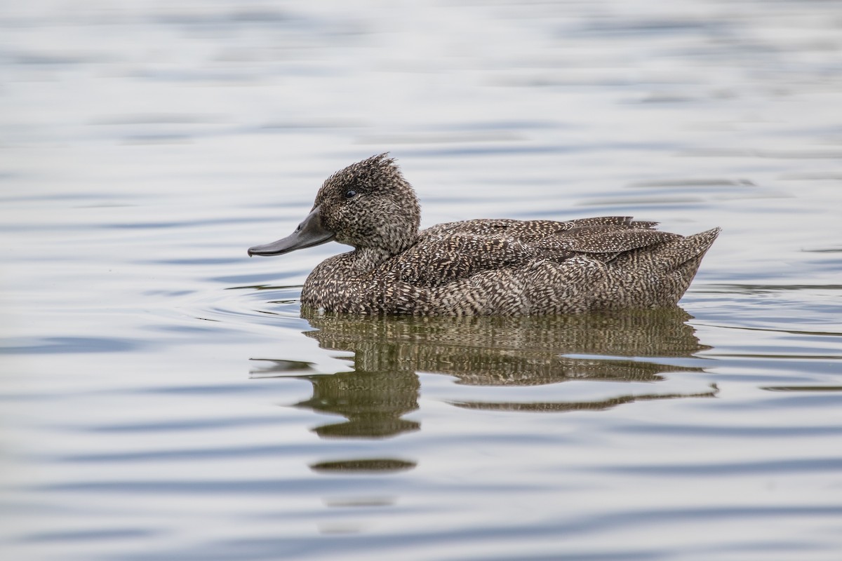 Freckled Duck - ML184688051