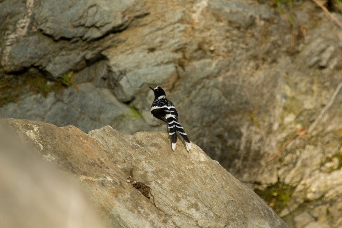 Spotted Forktail - ML184689291