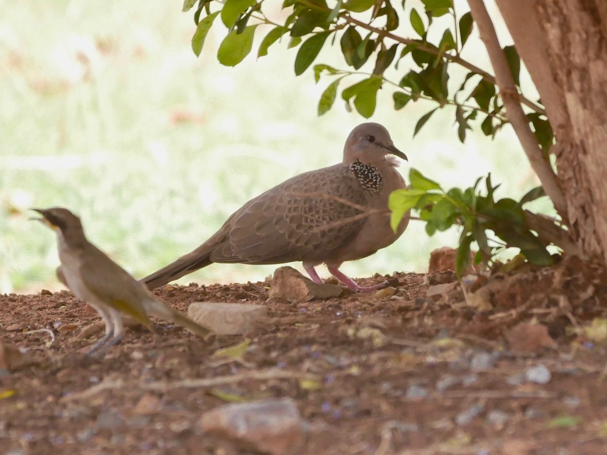 Spotted Dove - Keith Morris