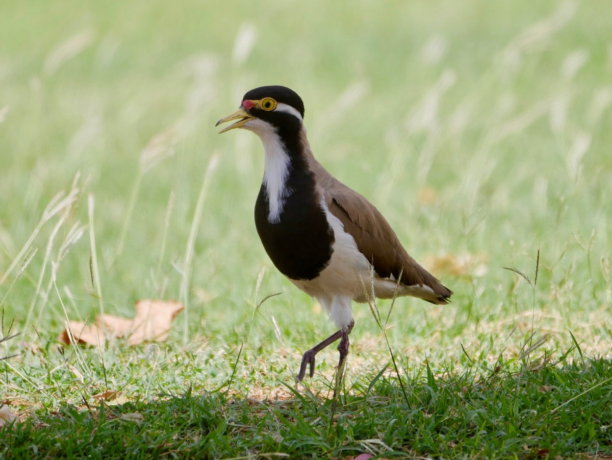 Banded Lapwing - ML184689671