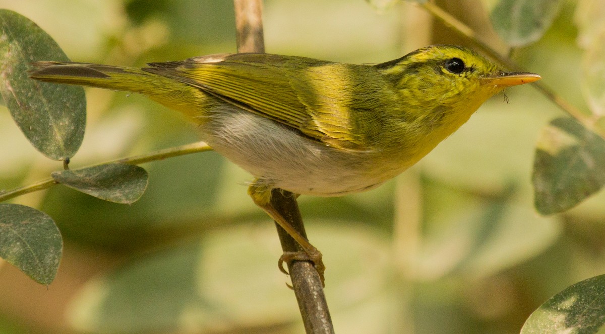 Yellow-vented Warbler - ML184691791